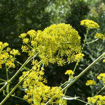 Bupleurum